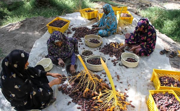 تصویر 5 از خرید و قیمت خرما پیارم درجه 1 + فروش عمده